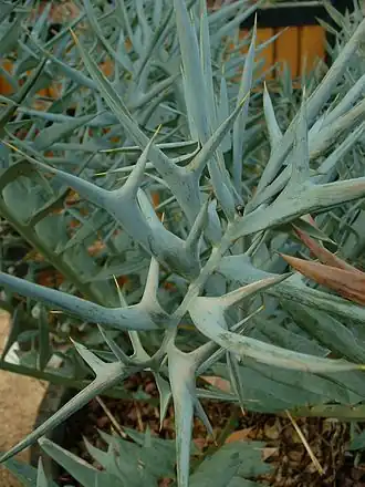Tribus Encephalarteae: Encephalartos horridus, dornige Wedelfiedern