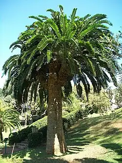 Einer der ursprünglichen Stämme in den Durban Botanic Gardens