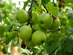 Fruchtstand