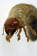 Vorderansicht eines Maikäfer-Engerlings
