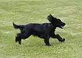 Schwarzer Cockerspaniel in Bewegung