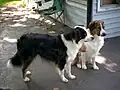 English Shepherd