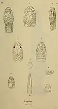 Calamaria gervaisii (Figuren 7 bis 10)