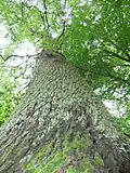 Enkheimer Alteiche am Nachtigallenweg