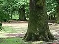 Alteichen Ecke Dammweg/Postweg