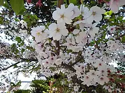 Kirschblüten
