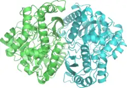 Enolasen