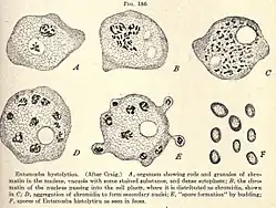 Illustration (1910): E.&nbsp;histolytica Lebensstadien