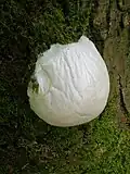 Fruchtkörper
