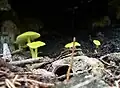 Braungrüner Zärtling (Entoloma incanum)