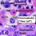 Hämatoxylin-Eosin-Färbung von Immunzellen