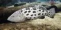 Ein Zackenbarsch, Epinephelus tukula