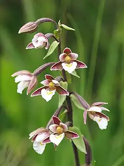 Sumpf-Stendelwurz (Epipactis palustris)
