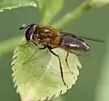 Weibchen, Seitenansicht