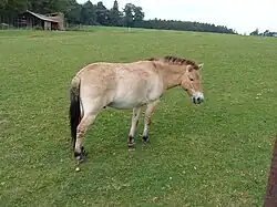 Przewalski-Pferd