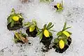 Winterlinge im Schnee