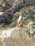 Erdmännchen im Erfurter Zoo