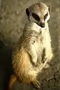 Erdmännchen