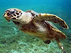 Echte Karettschildkröte