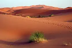 Dünen mit Wüstengräsern