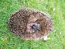 Stacheligel können sich im Bedrohungsfall einrollen