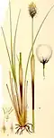 Scheiden-Wollgras (Eriophorum vaginatum)
