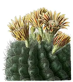 Eriosyce curvispina