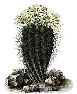 Eriosyca sp.