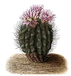 Eriosyce sp.
