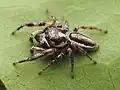 Männchen von Eris flava