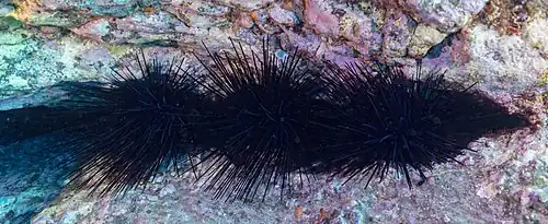 D. antillarum am Teno-Rasca Meeresstrand, Teneriffa.