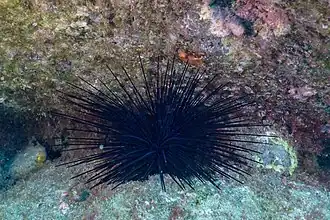 D. antillarum, ebenda