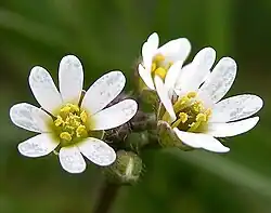 Frühlings-Hungerblümchen (Draba verna)