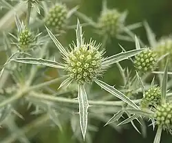 Feld-Mannstreu (Eryngium campestre)