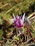 Blüte