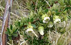 Escallonia myrtilloides