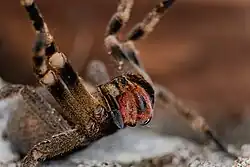 Drohende Brasilianische Wanderspinne