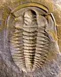 Estaingia bilobata