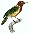 Andenbartvogel ♂ gedruckt von N. Rémond