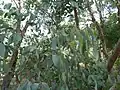 Eukalyptus