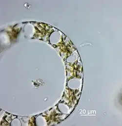 Eine Kette lebender Zellen von Eucampia zodiacus, geprobt von der Station Helgoland Roads am 19. September 2017.