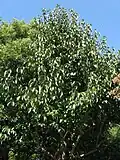 Habitus