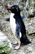 Felsenpinguin Eudyptes chrysocome