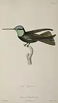 Ornismya Rivolii Synonym für den Violettkron-Brillantkolibri gemalt von Jean-Gabriel Prêtre