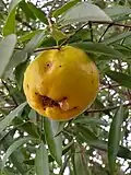 Frucht