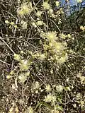Blüten