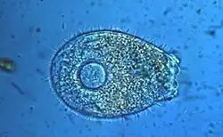 Testate Amöben (Shalenamöben) wie diese Euglypha sind vor allem in Fichtenwaldböden zu finden
