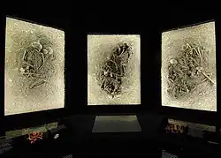Im Museum aufgenommen. Man sieht drei Wandtafeln mit Präparaten der Fundstellen (Bodenmaterial und Menschenknochen, von oben dargestellt). Die Tafeln hängen vor schwarzem Hintergrund