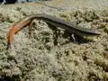 Plestiodon egregius mit rosa nachwachsendem Schwanz