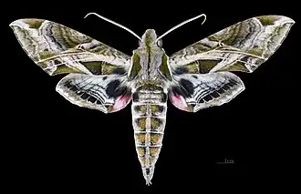 Eumorpha drucei